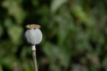 Green poppy seed pod close-up
