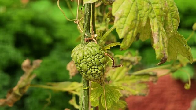 Heart shaped bitter gourd. Balsam pear.