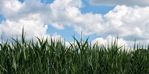 Lush green grass with tall stalks swaying under vibrant blue sky filled with fluffy white clouds on...