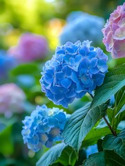 Hydrangeas bloom in the courtyard, with large