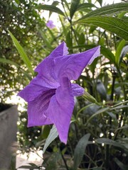 Close-up of a vibrant purple Ruellia flower blooming in a garden, with soft natural sunlight and lush green foliage in the background.