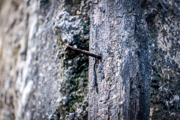 A rusty nail stuck in the rotten wood