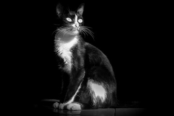 A cat sits in a dark room