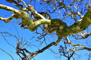 Paris, France. Bare Winter Branches Against Blue Sky – March 19, 2025