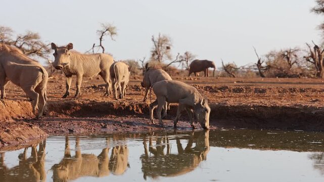 A group of warthogs is drinking at a waterhole with beautiful reflection and elephants walking in the background, Mashatu Game Reserve.