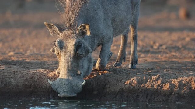 Medium shot of a male warthog arriving at a muddy waterhole for a drink, Mashatu Game Reserve.