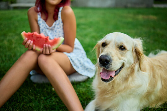 Teen girl enjoys watermelon outdoors with loyal golden retriever by her side in a sunny setting - Powered by Adobe