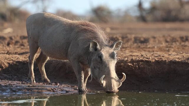 A female warthog is taking a drink from a muddy waterhole on a sunny day during dry season in Mashatu Game Reserve.