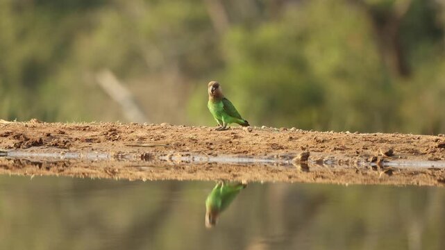 A cute brown-headed parrot standing at the waterhole, showing its beautiful reflection on the water's surface, Greater Kruger.