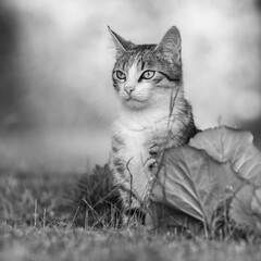 Black and White Portrait of Cat Outdoors