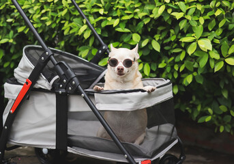 brown short hair chihuahua dog wearing sunglasses, standing in pet stroller in the garden with green plant background. Smiling happily.