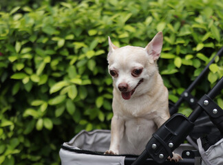 brown short hair chihuahua dog standing in pet stroller in the garden. Smiling happily.