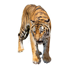 Obraz premium Tiger isolated on white background with clipping path, front view.