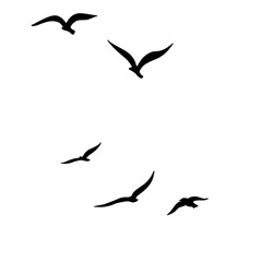 Obraz premium silhouette bird icons