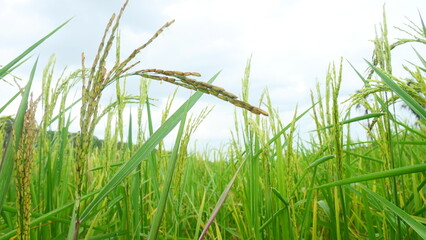 Agriculture's Promise: Rice Paddy with Developing Grains, Skyward Perspective