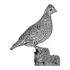 Fototapeta premium quail hunting illustration logo vector image t shirt