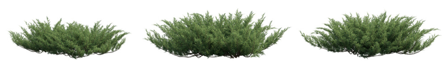 Juniperus sabina (the savin juniper or savin) low-growing, spreading evergreen shrub isolated png...