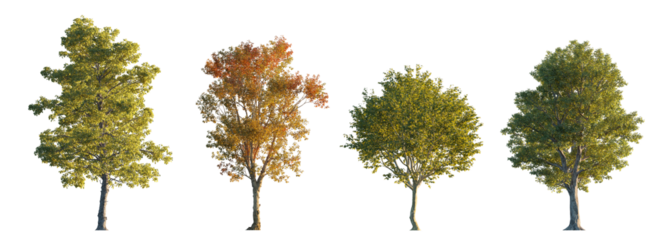 Beautiful park trees: Acer pseudoplatanus, Platanus x acerifolia, Morus alba, Cotinus obovatus isolated png on transparent background premium nature cutout