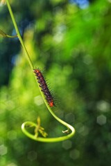 Close-up macro photos of small insects and creatures in their natural environment, with clear details and a green blurry background.
