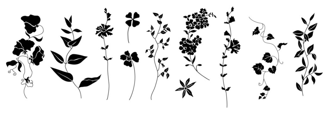 Set of elegant wildflower silhouettes including vines, leaves, and blossoms. Black botanical vector elements isolated on white background, perfect for design, nature, and floral decor projects.