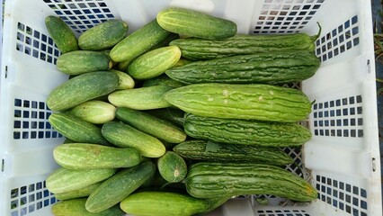 Fresh cucumbers (Cucumis sativus) and bitter melons (Momordica charantia) in plastic box sell at traditional market.