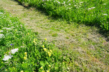 Meadow with cut grass and flowers in the Swiss Alps at L&ouml;tschental Valley on a sunny late spring day. Photo taken June 19th, L&ouml;tschental Wiler, Switzerland.