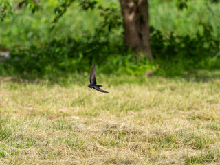 野原を飛び回るツバメ
