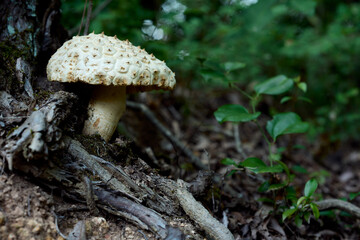 シロオニタケモドキ