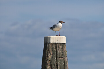 black headed seagull