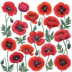 Fototapeta premium Vibrant collection of red poppies with green stems and leaves on white background