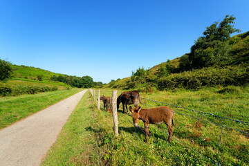 Country path to  the Antifer beach in Normandy coast