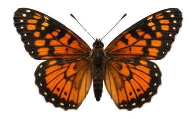 Adult butterfly with vibrant orange and black patterned wings fully extended