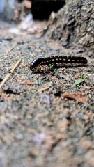 Close-up of a Black Millipede on Forest Ground