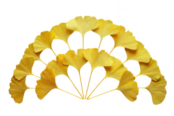Yellow ginkgo leaves arranged in a fan shape isolated on transparent background