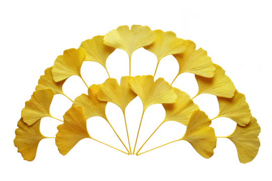 Yellow ginkgo leaves arranged in a fan shape isolated on transparent background