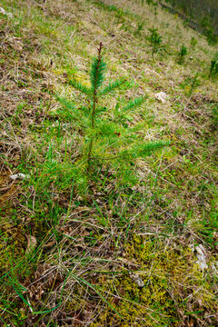 Recently planted noble fir trees along the Elwha River.