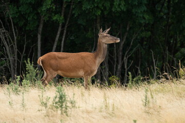 Fototapeta premium Deer in the meadow