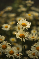 Fototapeta premium A close-up view of a field filled with white daisy-like flowers with yellow centers. The foreground and background are softly blurred, creating a dreamy and natural garden scene.