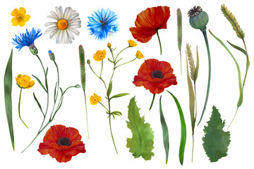 Fototapeta premium Nature-inspired illustration of wildflowers, such as cornflower, poppy, camomile, buttercup. This close-up drawing emphasizes fine details in foliage and petals, ideal for packaging, stationery, and