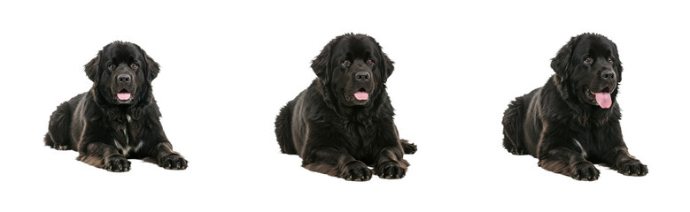 Three black newfoundland dogs lying on black background