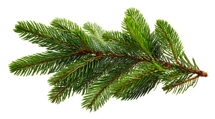 pine branch isolated on white