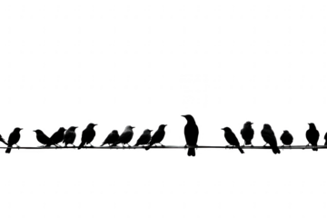 A flock of birds perched on a wire isolated on transparent background