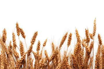 Fototapeta premium Golden wheat stalks isolated on transparent background