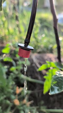 Drip Irrigation System Implemented and Demonstrating Its Effectiveness in Agriculture