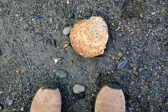 Large scallop shell on beach, Strait of Juan de Fuca, Port Angeles