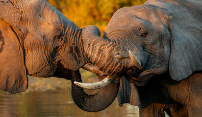 Elephants, Loxodonta africana, two elephants playfully tussling during golden hour.