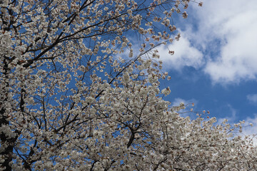Cherry blossoms blooming in Japan