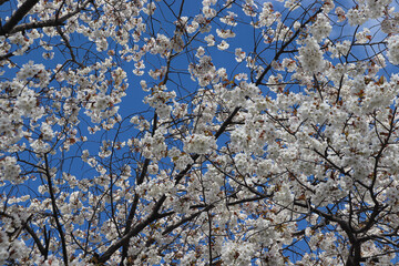 Cherry blossoms blooming in Japan