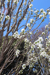 Beautiful peach blossoms blooming under a clear spring sky are the perfect visual for a seasonal floral theme.