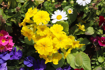 A flower field in early summer.